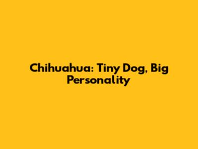 Chihuahua: Tiny Dog, Big Personality