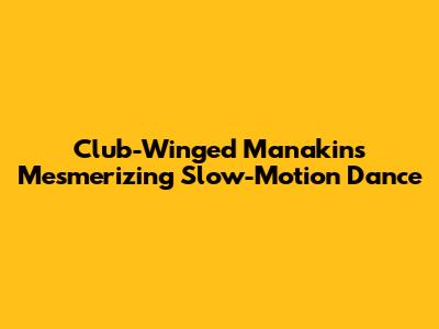 Club-Winged Manakin's Mesmerizing Slow-Motion Dance