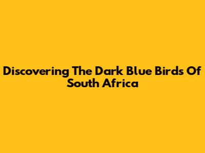 Discovering The Dark Blue Birds Of South Africa
