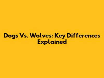 Dogs Vs. Wolves: Key Differences Explained