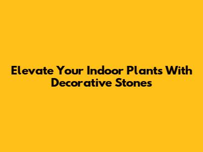 Elevate Your Indoor Plants With Decorative Stones