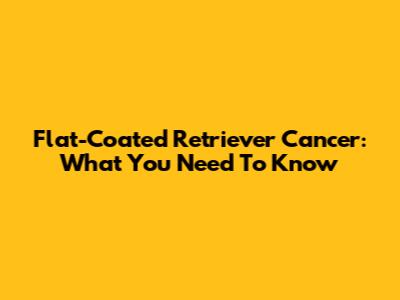 Flat-Coated Retriever Cancer: What You Need To Know