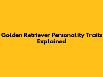 Golden Retriever Personality Traits Explained