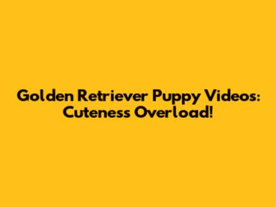Golden Retriever Puppy Videos: Cuteness Overload!