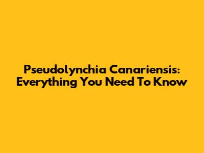 Pseudolynchia Canariensis: Everything You Need To Know