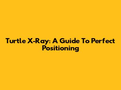 Turtle X-Ray: A Guide To Perfect Positioning