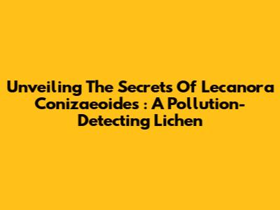 Unveiling The Secrets Of *Lecanora Conizaeoides*: A Pollution-Detecting Lichen